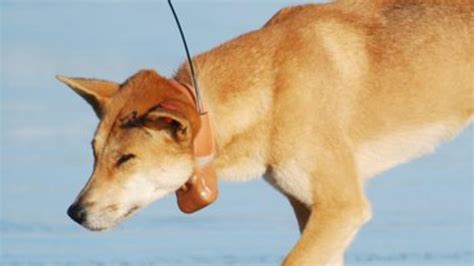 New $350,000 dingo fence to be built on Fraser Island - ABC News