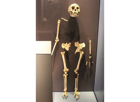 Homo floresiensis: the real-life 'hobbit'? | Natural History Museum