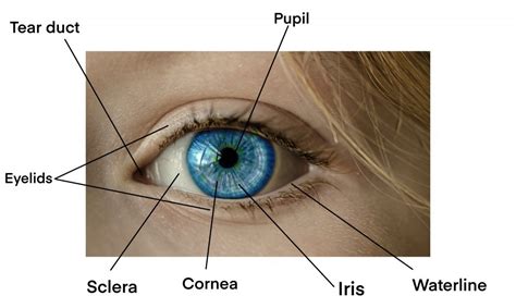 parts-of-an-eye – Mary Li Art