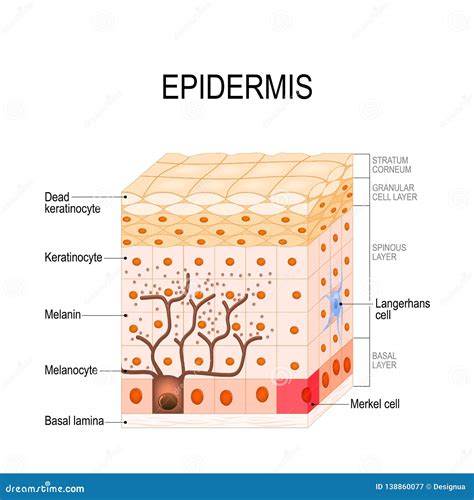 Epidermal Cell Organelles