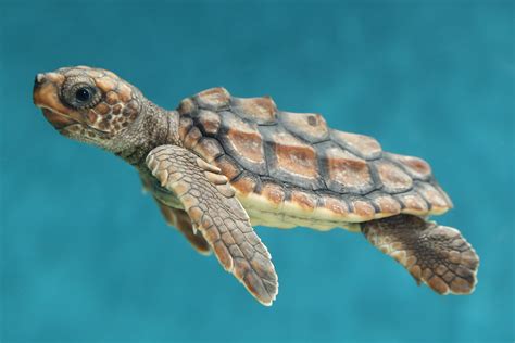 Baby Sea Turtle Wallpaper - WallpaperSafari