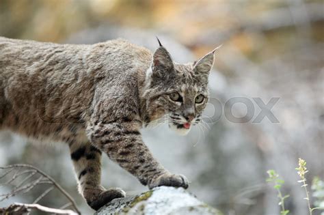 Bobcat hunting in Yosemite | Stock image | Colourbox