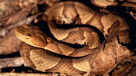 autumn, Wildlife, Snakes, Tennessee, Reptiles, Parks, Creek, American, Copperhead Wallpapers HD ...