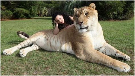 Liger - Facts, Pictures, Information, Weight, Habitat, History, Breeding | Animals Adda