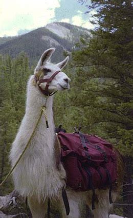 Llama Trekking Adventures in Taos New Mexico: Llama Trekking in New Mexico's Pristine Wilderness