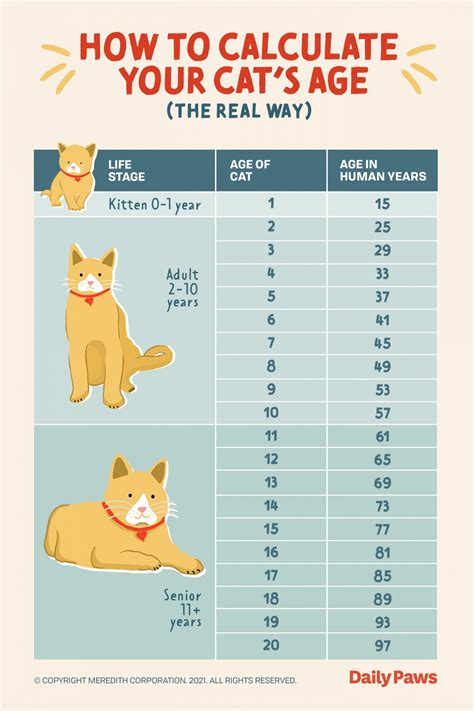 Age of a cat by human standards: table - Healthy Food Near Me