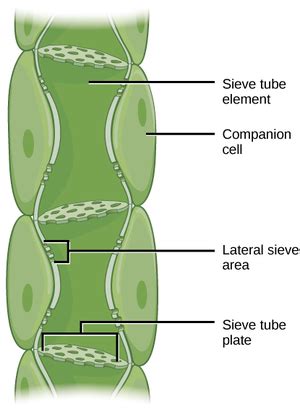 Phloem Cell - Key Stage Wiki