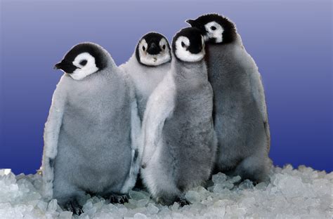 File:Emperor penguin chicks at Sea World.png - Wikimedia Commons