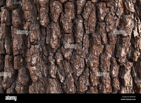 Old common black alder tree bark Alnus glutinosa Stock Photo - Alamy