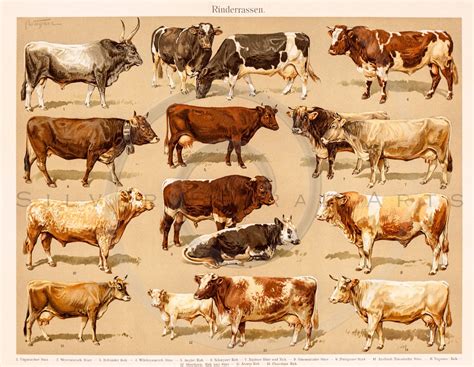 Vintage Cow Printable Illustration 1800s Antique Cows Art Print Farm Animals Instant Download ...