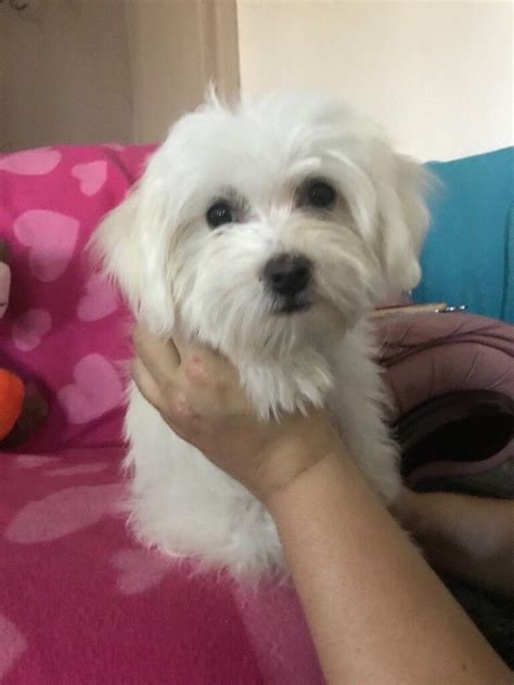 Miniature Maltese puppies | in Sheffield, South Yorkshire | Gumtree