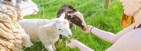 Feeding the Animals at Whitehouse Farm