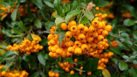 Firethorn Fall Shrub - Free photo on Pixabay - Pixabay