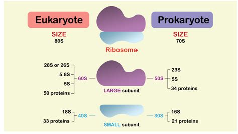 Ribosome - Definition, Functions and Structure