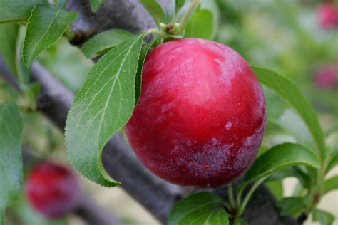 File:Plum on tree.jpg - Wikimedia Commons