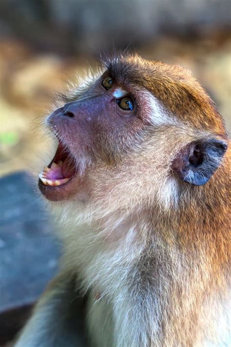 The Wild Monkey Shows Teeth Stock Photo - Image of hair, open: 45755736