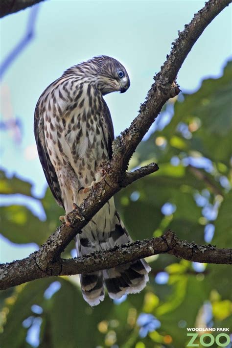 Wild Cooper’s hawks nesting at the zoo