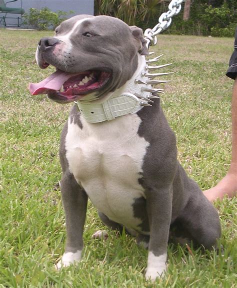 American Pit Bull Terrier Dogs