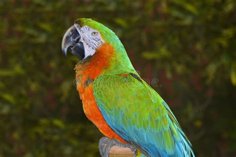 Green and orange macaw stock photo. Image of macaw, ornithological ...