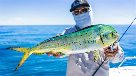 Mahi-Mahi Fish: Habitat, Diet, Life Cycle, and Facts - FishOnTips