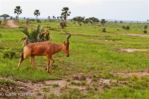 Jackson's Hartebeest Antelope in Uganda Digital