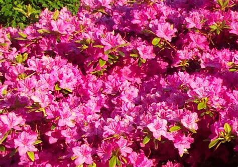 Azalea Bushes. How to Grow an Azalea Flower Bush.