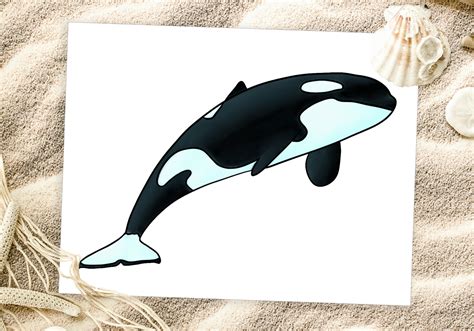 Orca Drawing