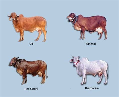 Indian Cow Breeds List: A Comprehensive Guide to the Diversity of Indian Cows - Nili Ravi