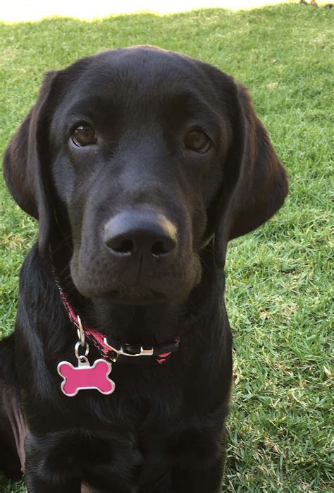 English Lab Puppies Oregon - Purebred Labrador Retriever Puppies For Sale in Oregon - English ...