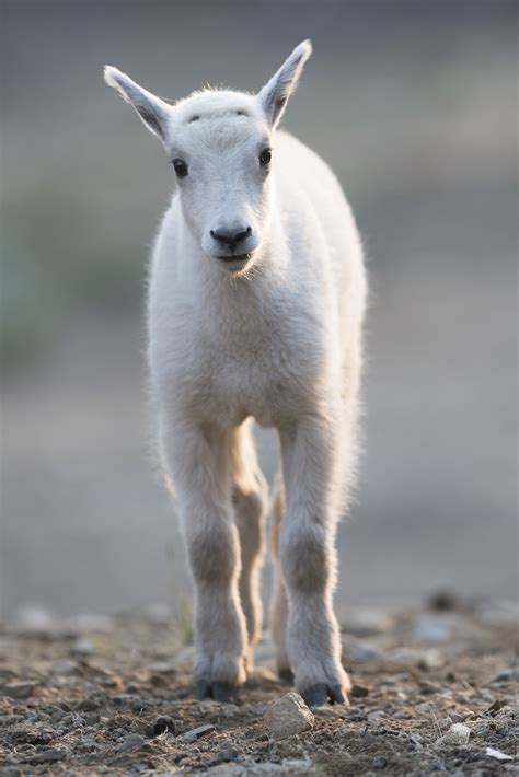 Baby Mountain Goat In Sunrise