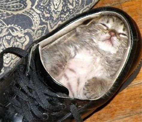 kitten in a shoe, funny pictures - Dump A Day