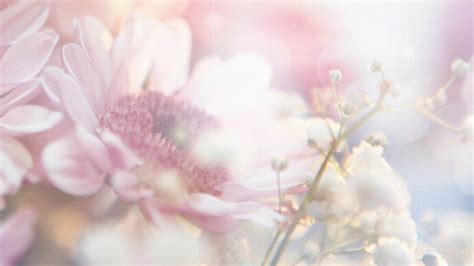 Light Pink Flowers Wallpaper Hd - Download Free Mock-up