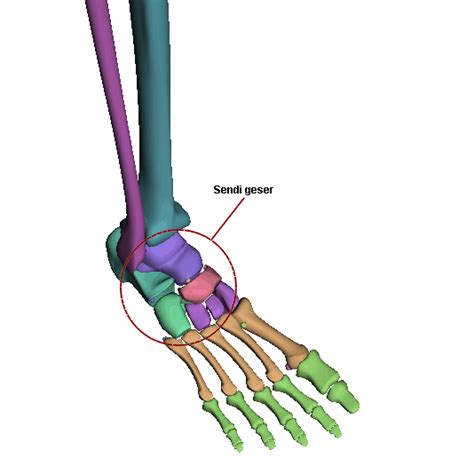 Sendi geser pada tulang pergelangan kaki - kependidikan.com