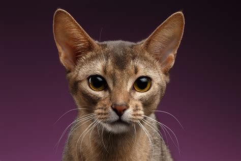 Most Common Abyssinian Health Problems - AbyssinianCat.org