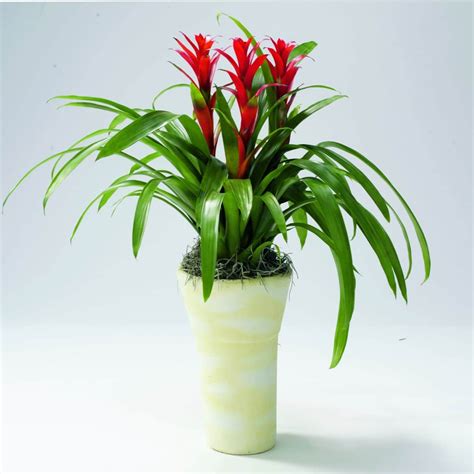 Indoor plants that flower in winter, great to warm up homes