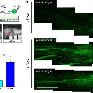 Enhanced DR regeneration through a transection injury. A, Diagram... | Download Scientific Diagram