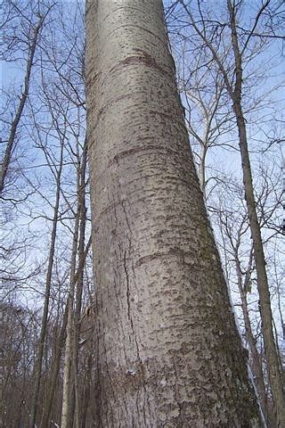 Bigtooth Aspen Tree Bark - art-floppy