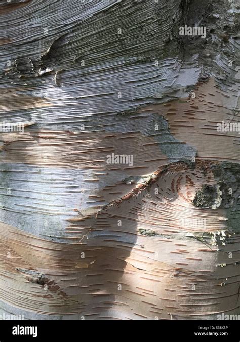 Betula papyrifera, paper bark birch Stock Photo - Alamy