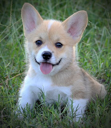 Corgi Puppies For Sale — Hill Country Corgis