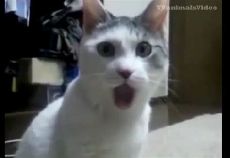 Shocked Cat Meme Wallpaper