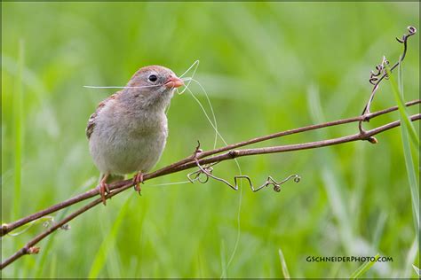 Field Sparrow with nest material