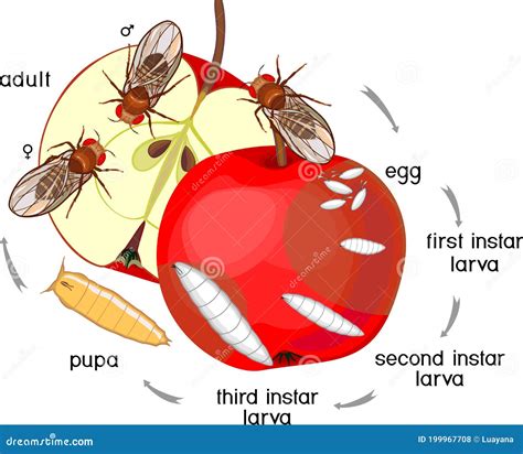 Life Cycle Of Fruit Fly (Drosophila Sequence Of Stages Of Development ...