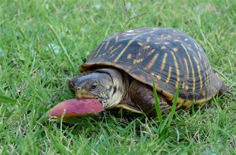 What Do Box Turtles Eat? Expert Diet & Feeding Guide