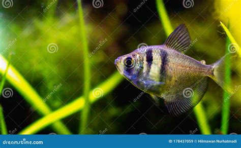 Black Skirt Tetra Fish / Black Widow Tetra Stock Image - Image of ...