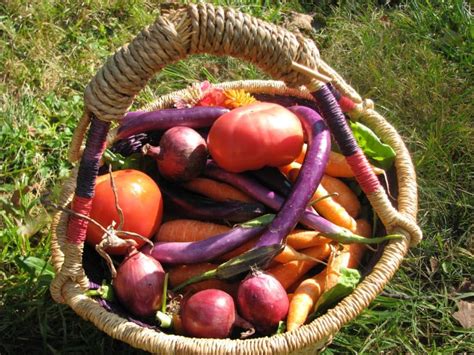 Organic Fresh Harvest Basket | Leslie Cerier