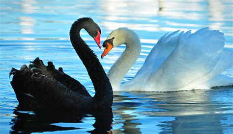 Swan Showdown | The white swan was circling around the black… | Flickr