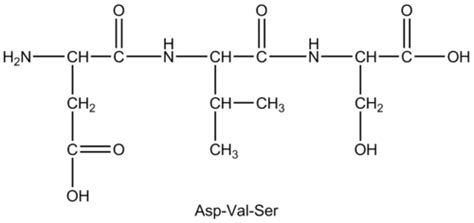 13.2: Peptides - Chemistry LibreTexts