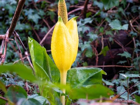 Skunk Cabbage Plant - What Is Skunk Cabbage And Is It Poisonous ...