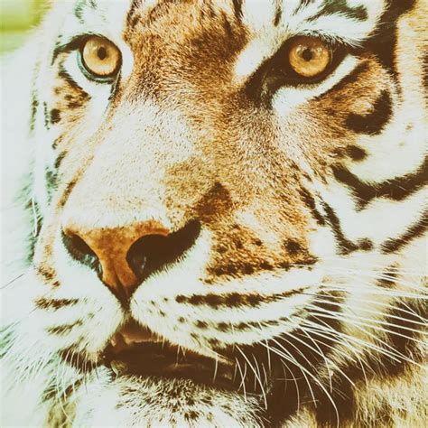 Eyes of the albino tiger — Stock Photo © alexeys #2546059