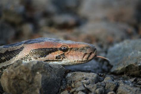 "Indian Rock Python" Images – Browse 709 Stock Photos, Vectors, and Video | Adobe Stock